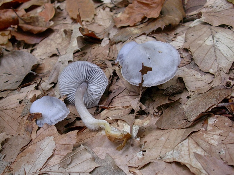 499 Novembre vecchio ritrovamento